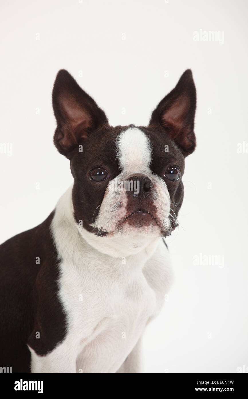 Boston Terrier Banque D'Images