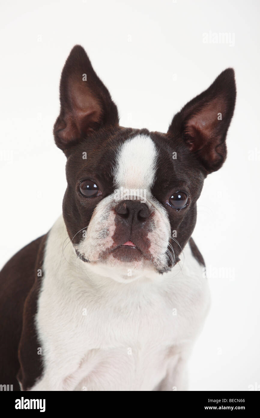 Boston Terrier Banque D'Images