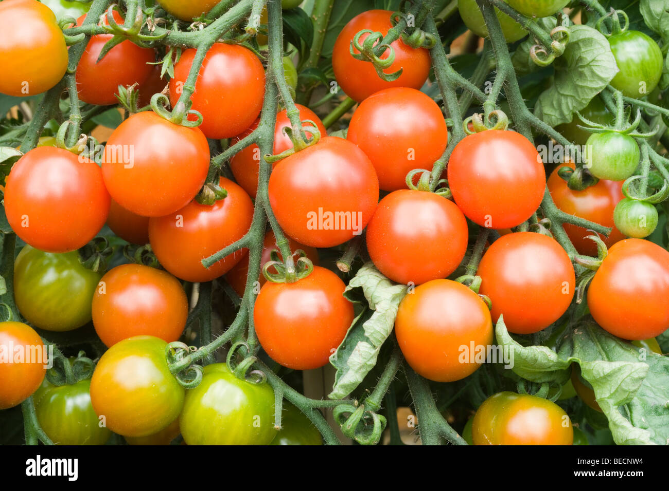 Les tomates Banque D'Images