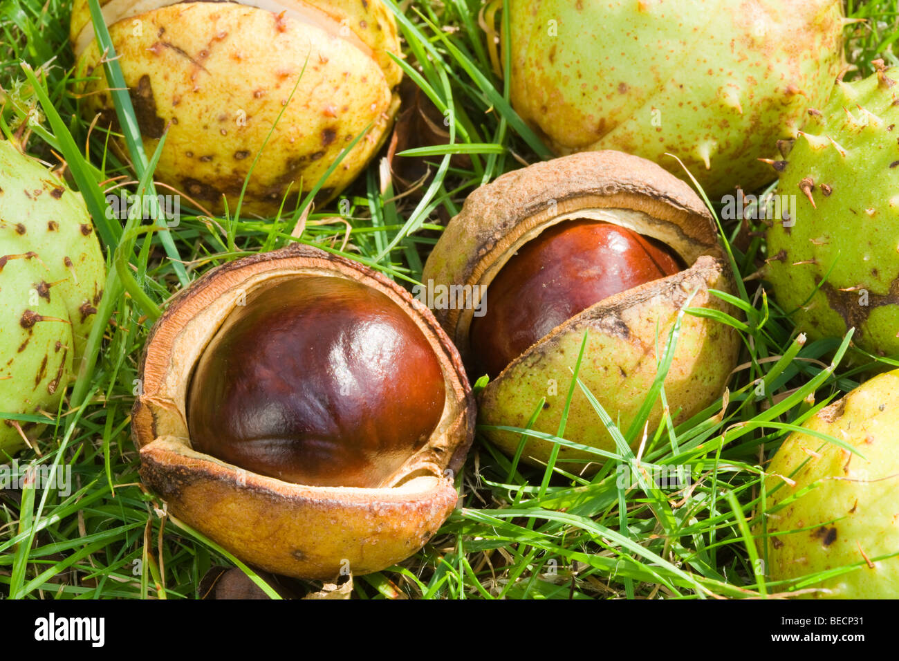 Conkers tombé. Horse-chestnut, Aesculus hippocastanum. UK Banque D'Images