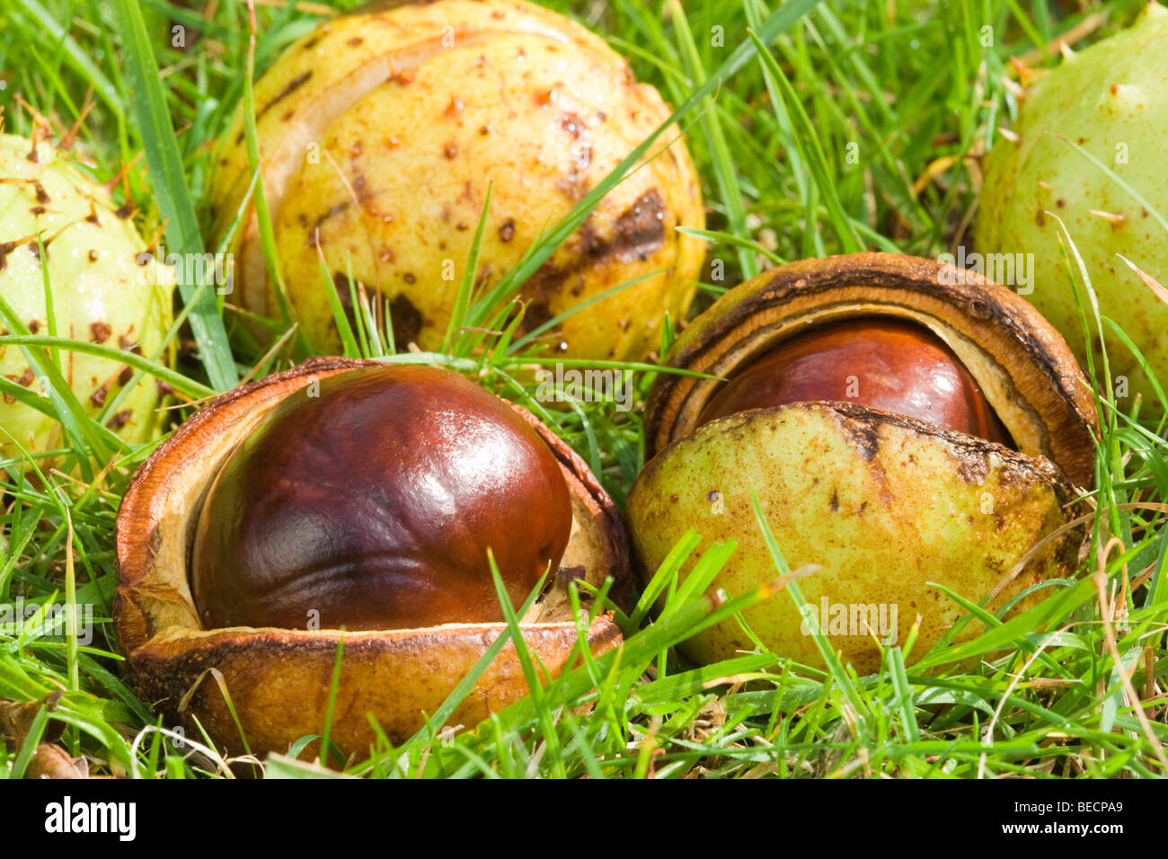 Conkers tombé. Horse-chestnut, Aesculus hippocastanum. UK Banque D'Images