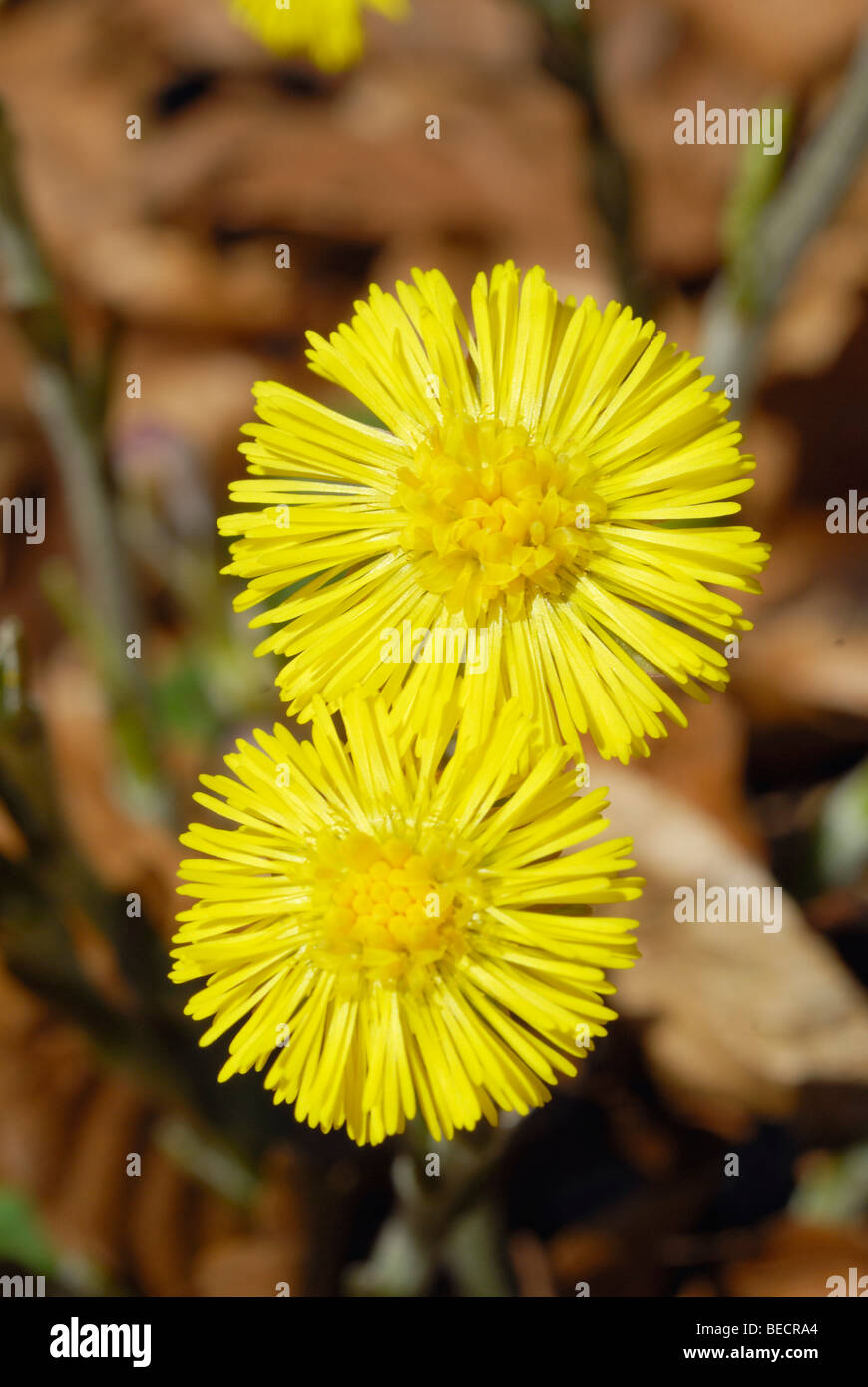 Fleurs jaunes de la plante médicale tussilage (Tussilago farfara) Banque D'Images