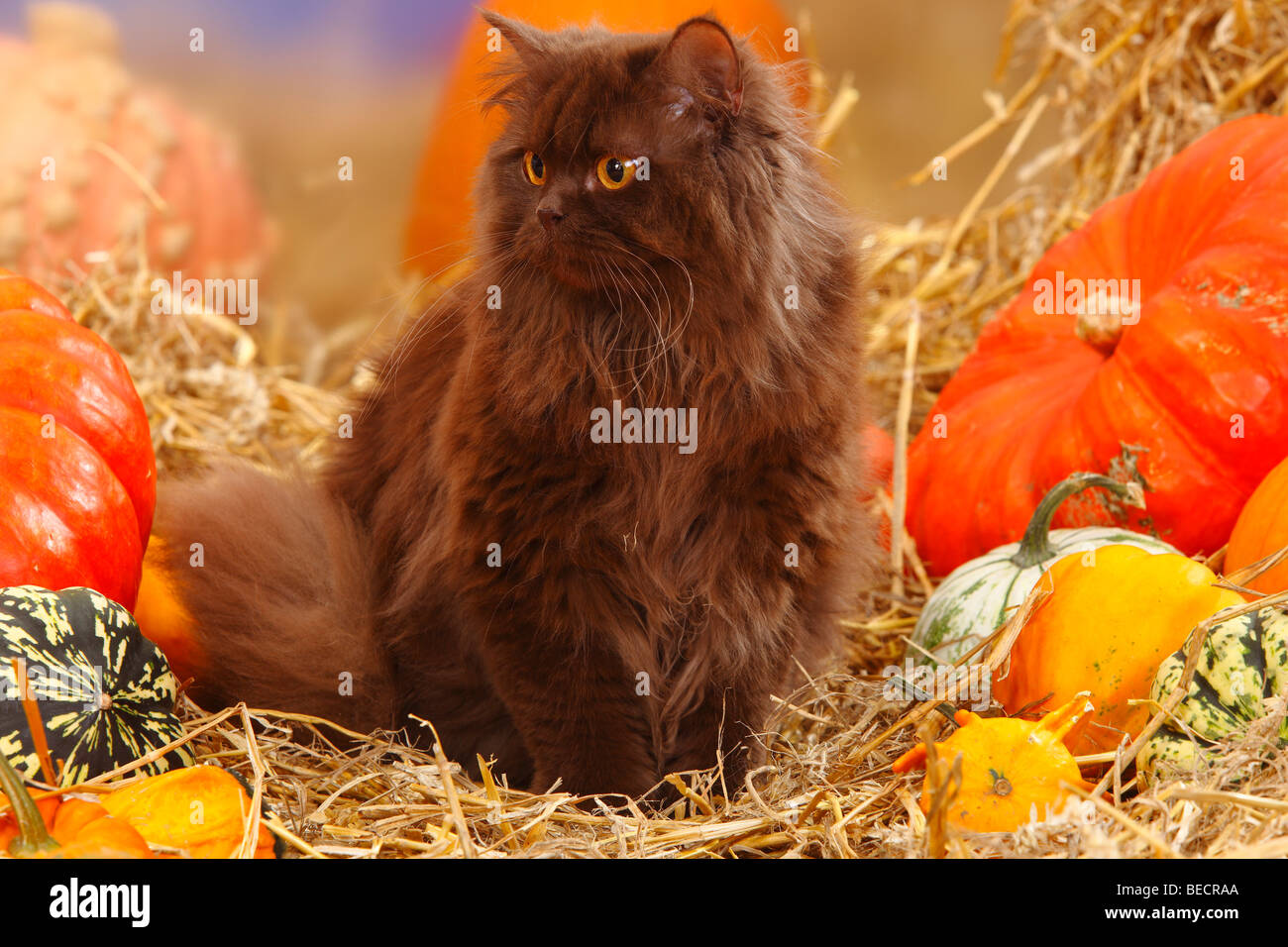 British Longhair Cat, chocolat / Highlander, Lowlander, britannique Banque D'Images