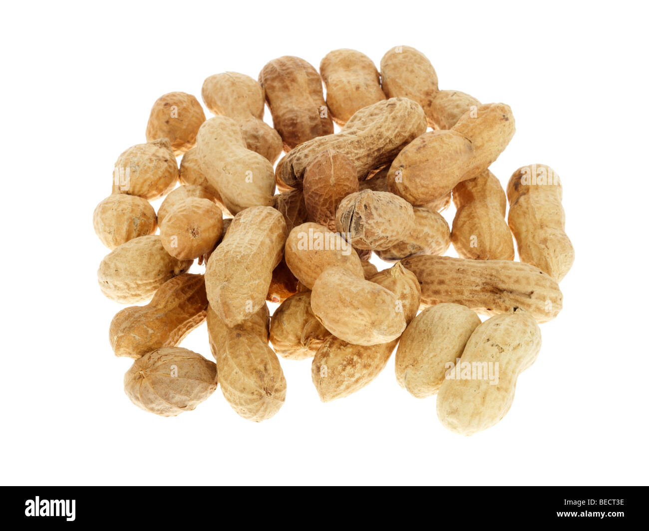 Monkey Nuts Banque D'Images