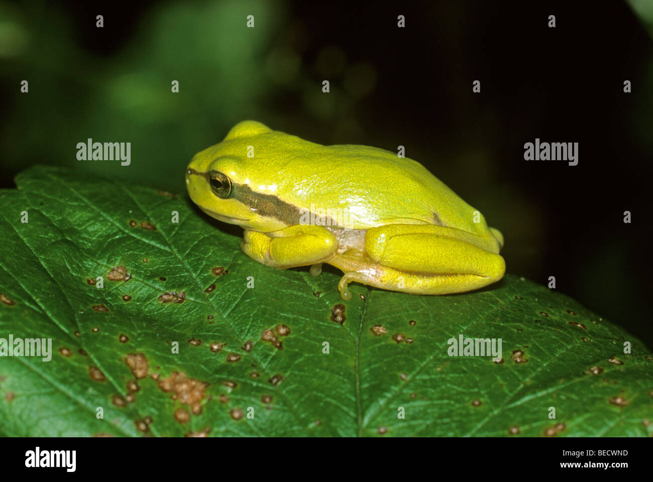 Rainette versicolore (Hyla arborea), juvénile teinté jaune très reposant dans le soleil Banque D'Images