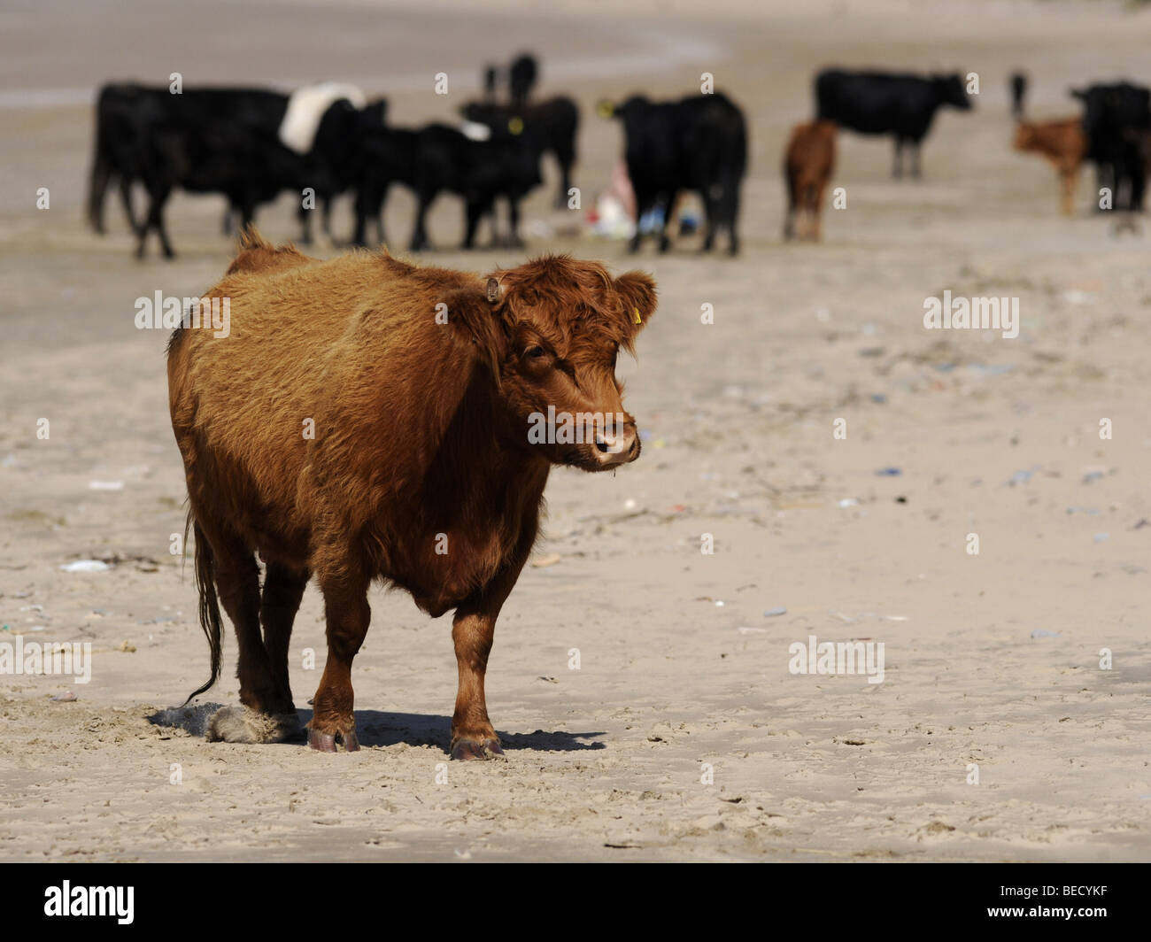 Quelques vaches errant sur la plage sur le sable. Banque D'Images