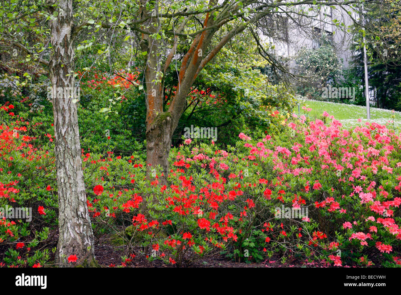 Les plantations de masse azalées (Rhododendron) Banque D'Images