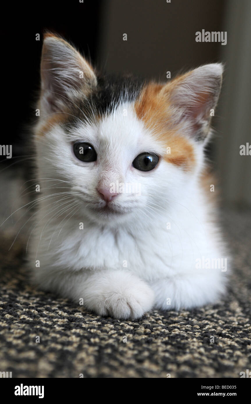 Kitty Cat à la recherche dans l'appareil photo Banque D'Images
