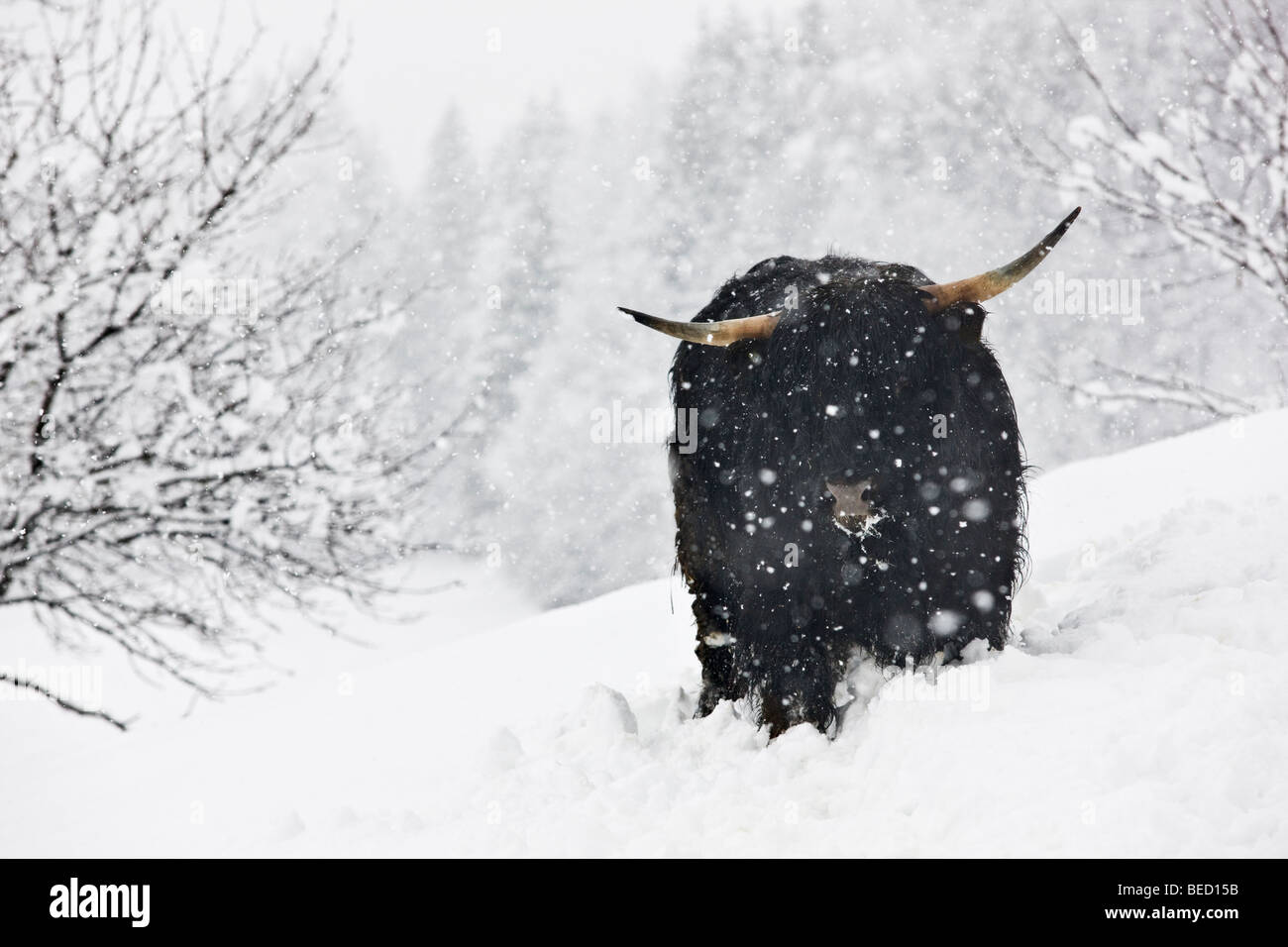Highland cattle noire dans une tempête, Tyrol du Nord, l'Autriche, Europe Banque D'Images