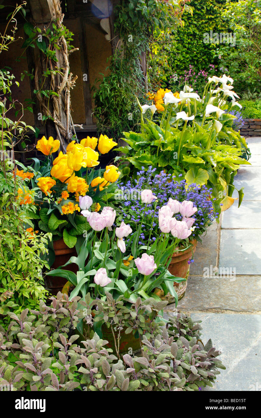 Pots avec tulipes et Zantedeschia, Chalet jardin RHS Rosemoor Banque D'Images