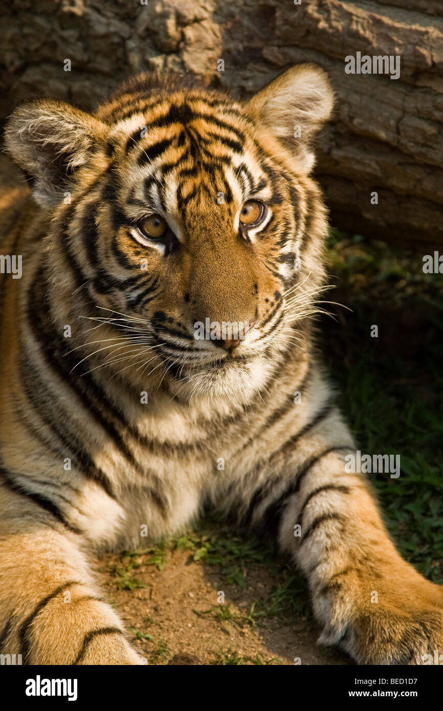 Portrait d'un 8 mois vieux tigre (Panthera tigris) Banque D'Images