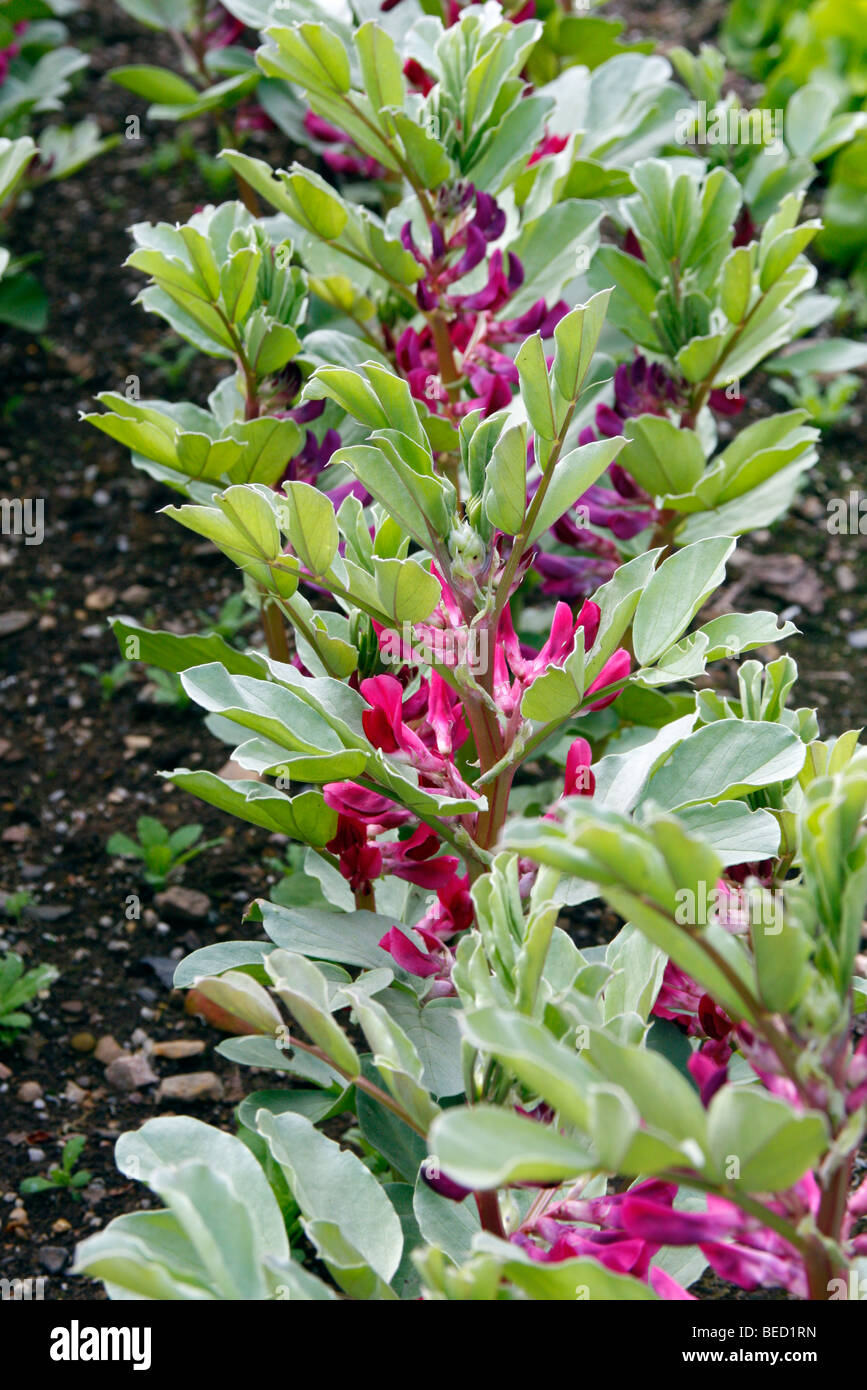 Crimson Fleur Pot De Feves Semees 27 Jan Plante 23 Mars Illustre 9 Mai Photo Stock Alamy Crimson Fleur Pot De Feves Semees 27 Jan Plante 23 Mars Illustre 9 Mai Photo Stock Alamy