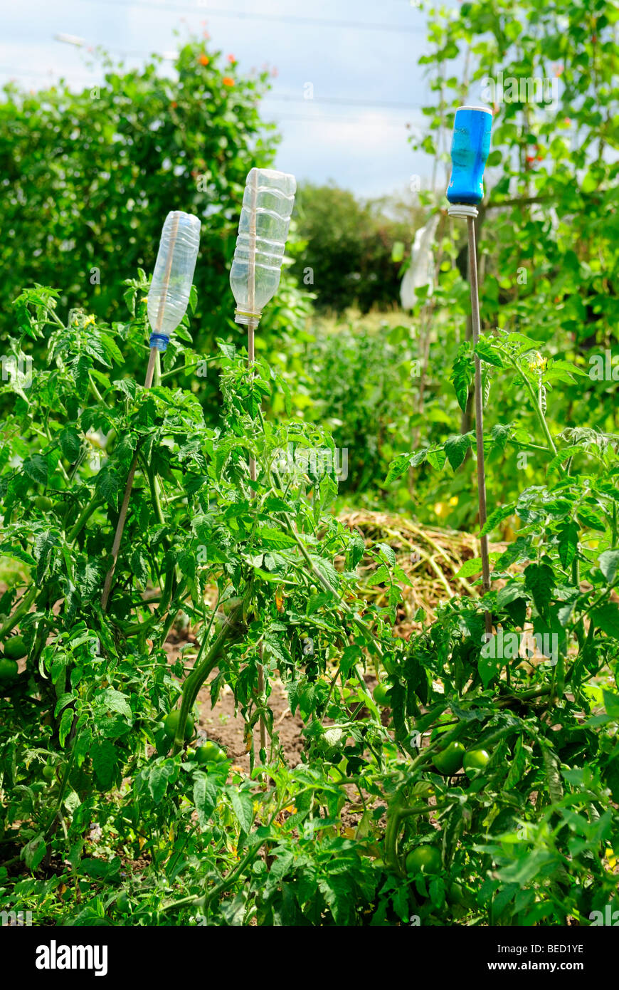 Les bouteilles d'eau vides en plastique utilisé pour la protection par les jardiniers contre des cannes de bambou Banque D'Images