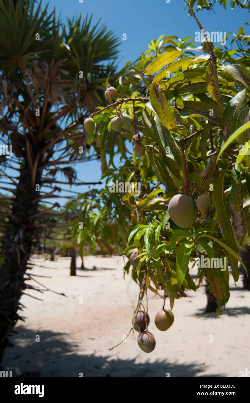 Les mangues sur l'arbre avec palmyre palmier dans jardin tropical sous ciel bleu Banque D'Images