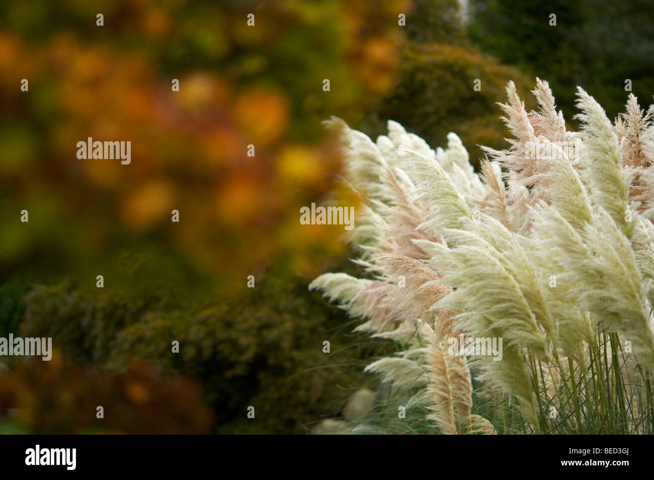L'herbe de la Pampa rose ou à Wakehurst Place, West Sussex, UK Banque D'Images