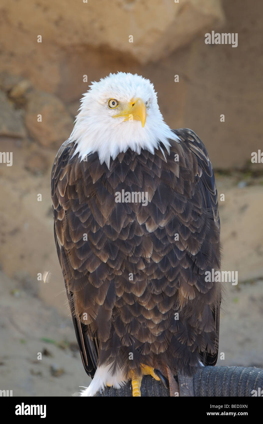 L'aigle chauve américain Banque D'Images