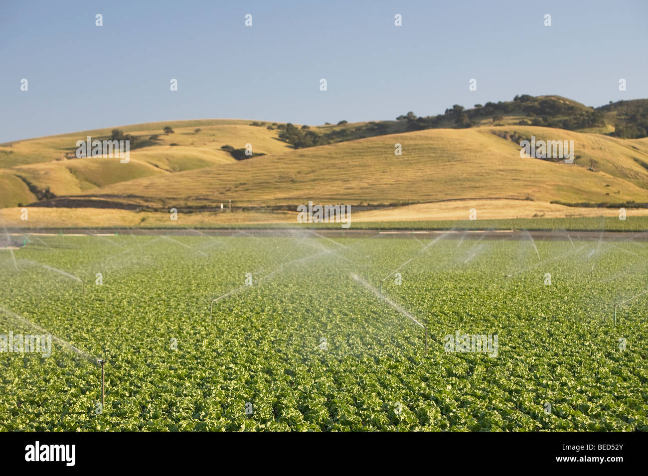 Arrosage agricole dans un champ, California, USA Banque D'Images