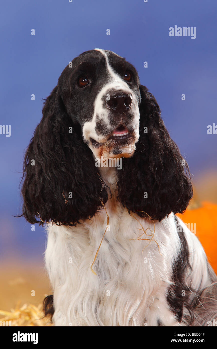 English Cocker Spaniel Black And White Banque D Image Et Photos Alamy