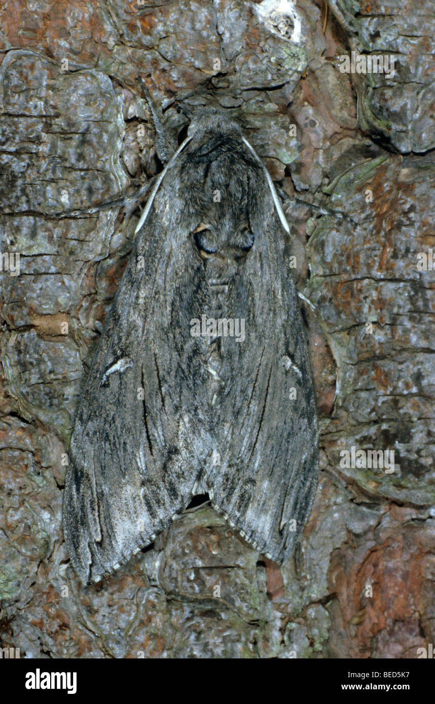 Convolvulus Hawk-moth (Herse convolvuli) au repos sur un tronc d'arbre Banque D'Images