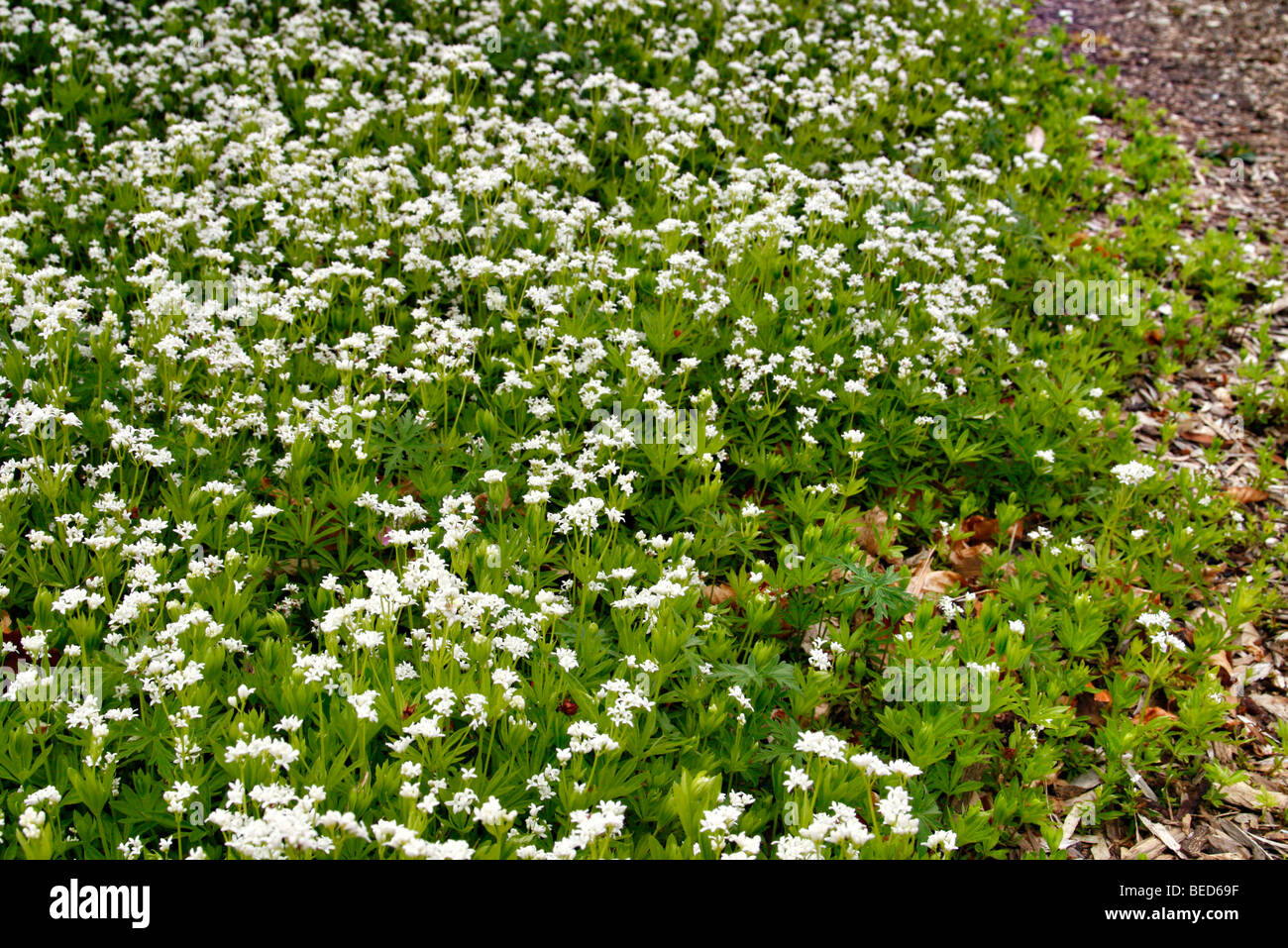 Galium odoratum Banque D'Images