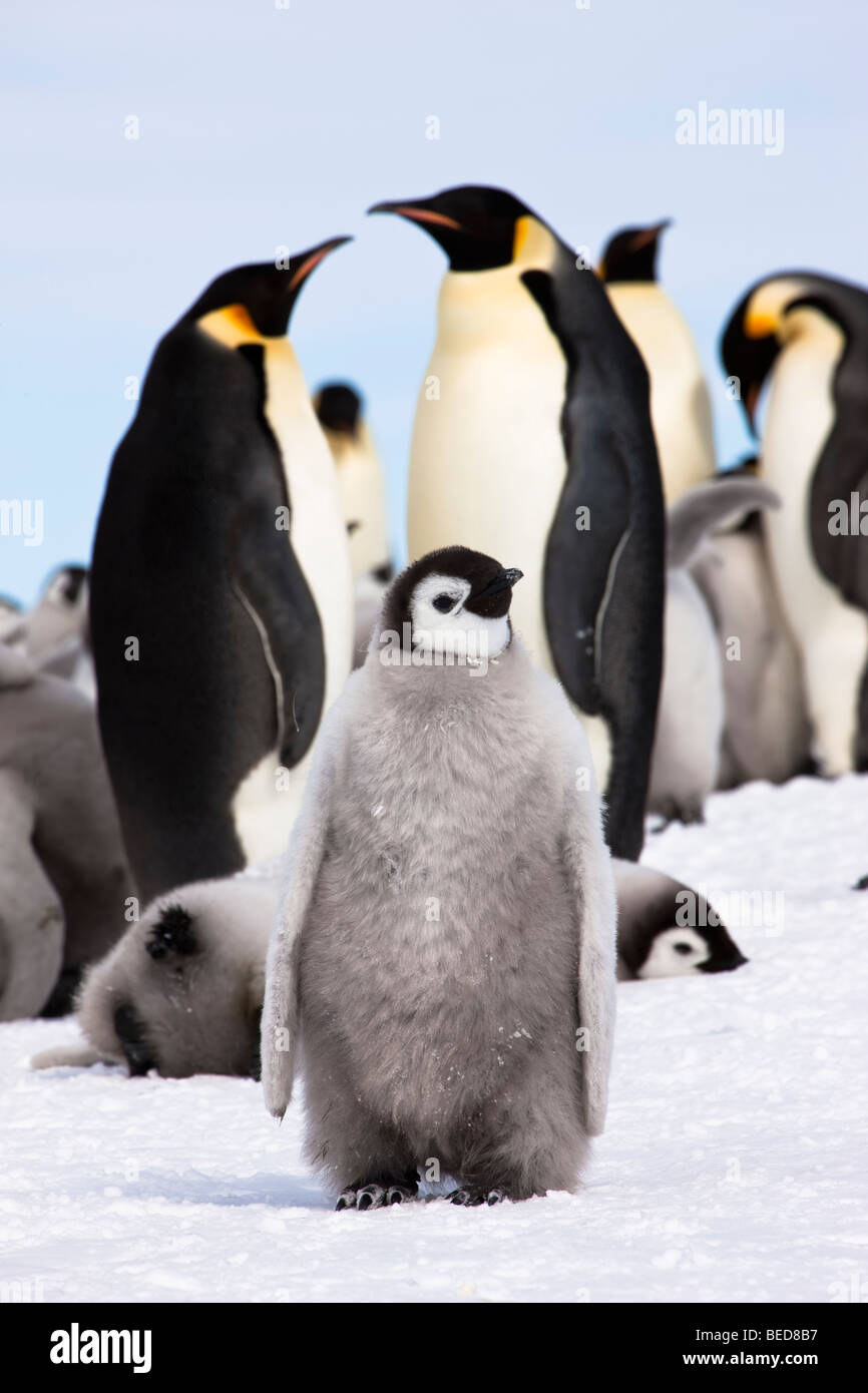 1 Bebe Calin Mignon Poussin Manchot Empereur Se Tient Dans La Neige En Face De Paire Adultes Et Colonie De Reproduction Snow Hill L Antarctique Photo Stock Alamy 1 Bebe Calin Mignon Poussin Manchot Empereur Se Tient Dans La Neige En Face De Paire Adultes Et Colonie De Reproduction Snow Hill L Antarctique Photo Stock Alamy