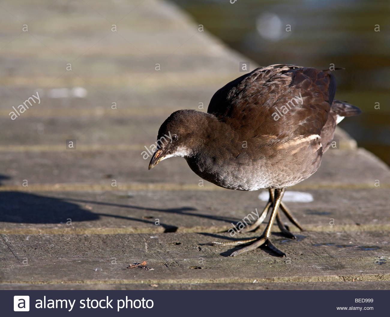 La Gallinule poule-d'eau Banque D'Images