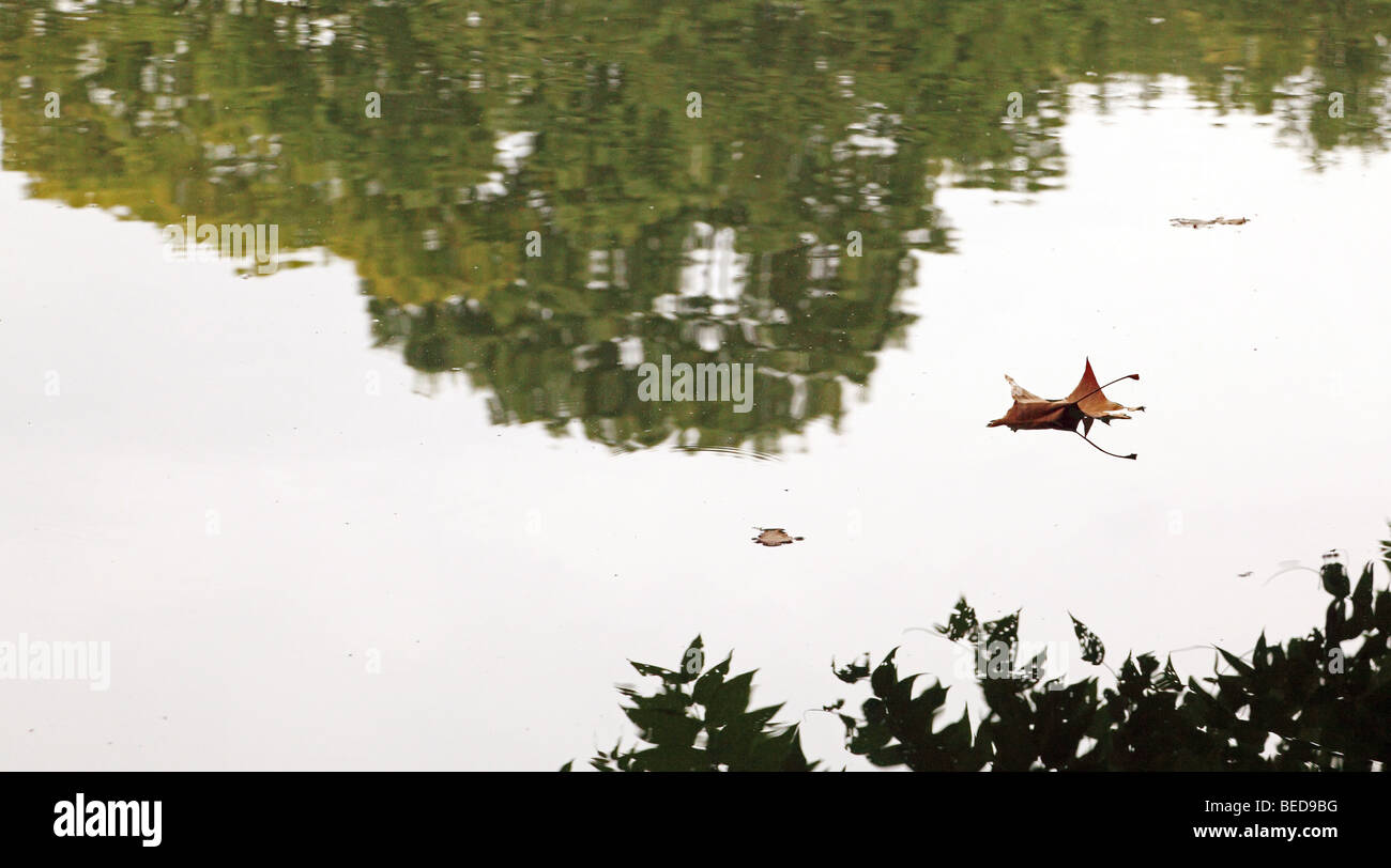 Une feuille solitaire flottant sur l'eau encore Banque D'Images