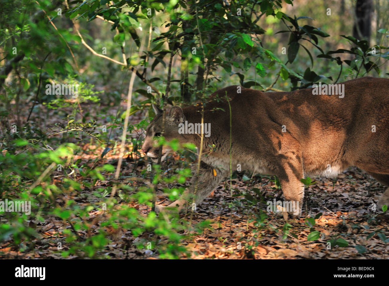 Florida panther, Puma concolor coryi, Floride, captive Banque D'Images