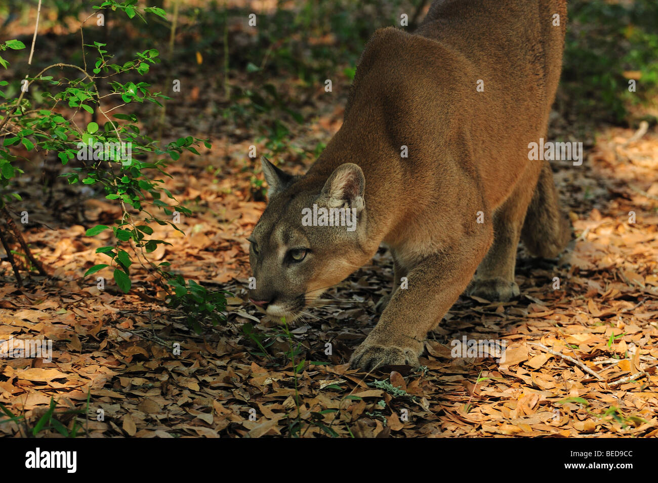 Florida panther, Puma concolor coryi, Floride, captive Banque D'Images