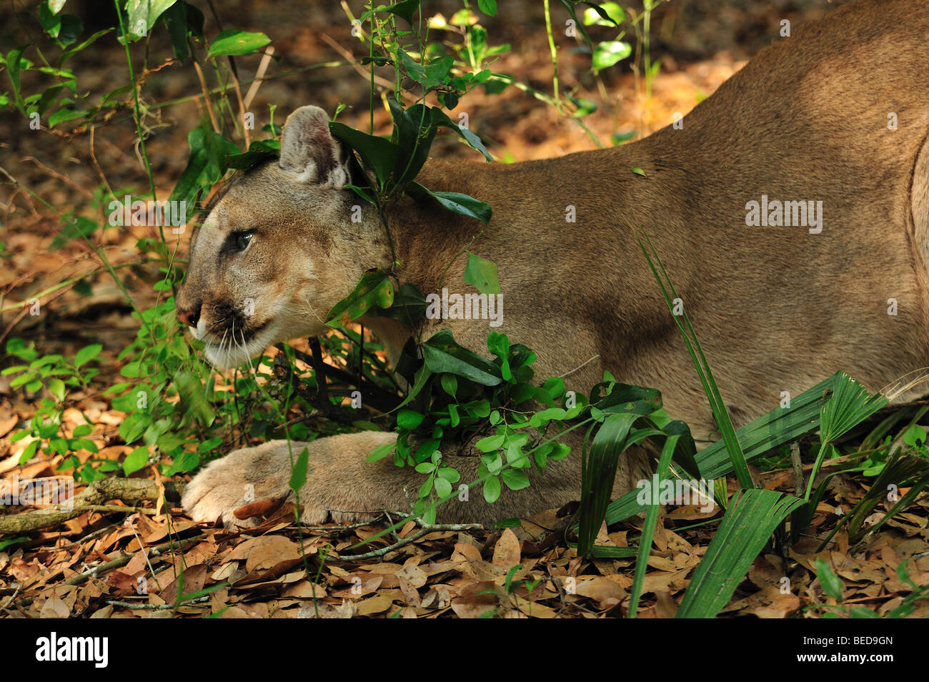 Florida panther, Puma concolor coryi, Floride, captive Banque D'Images