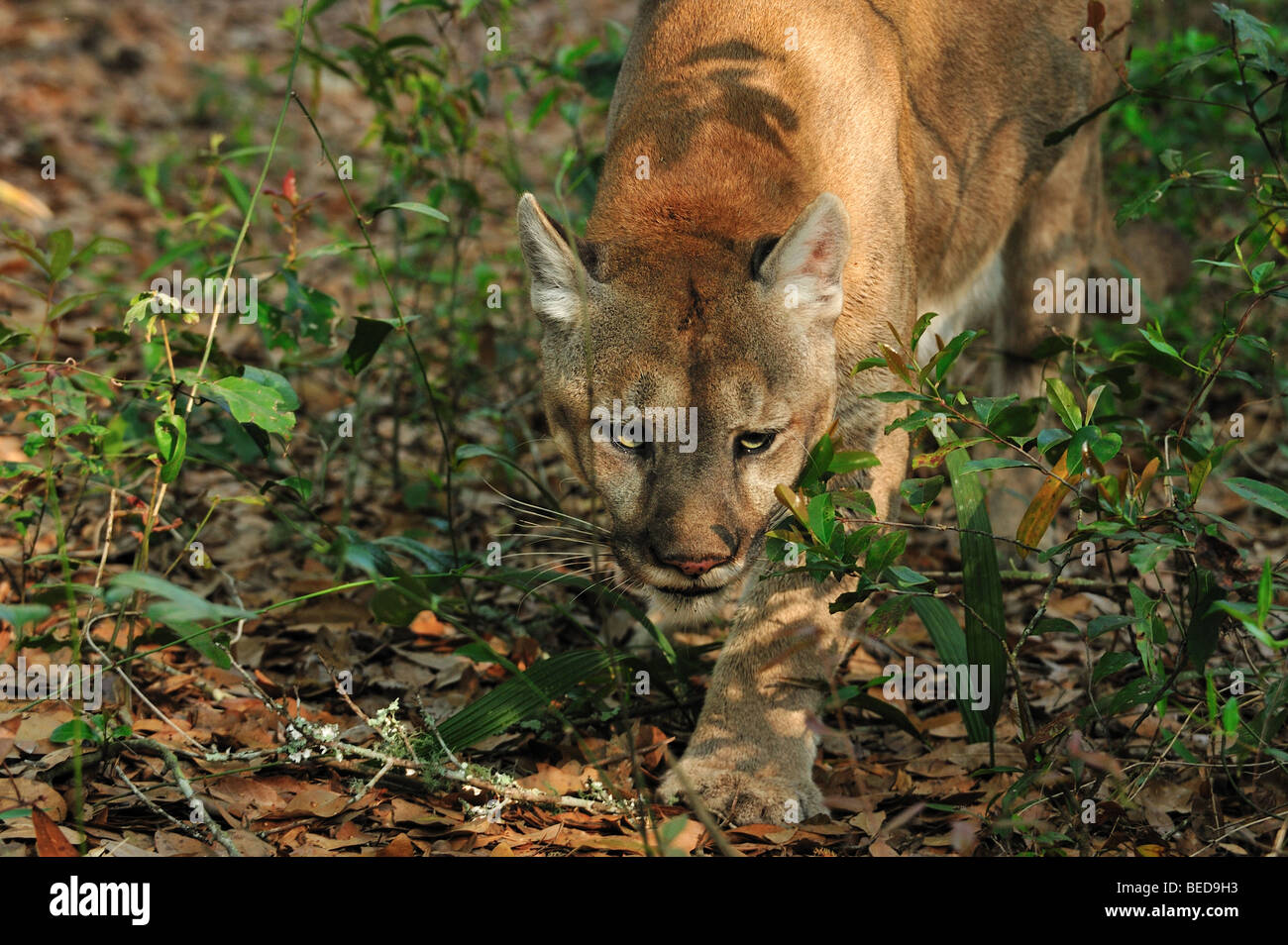 Florida panther, Puma concolor coryi, Floride, captive Banque D'Images
