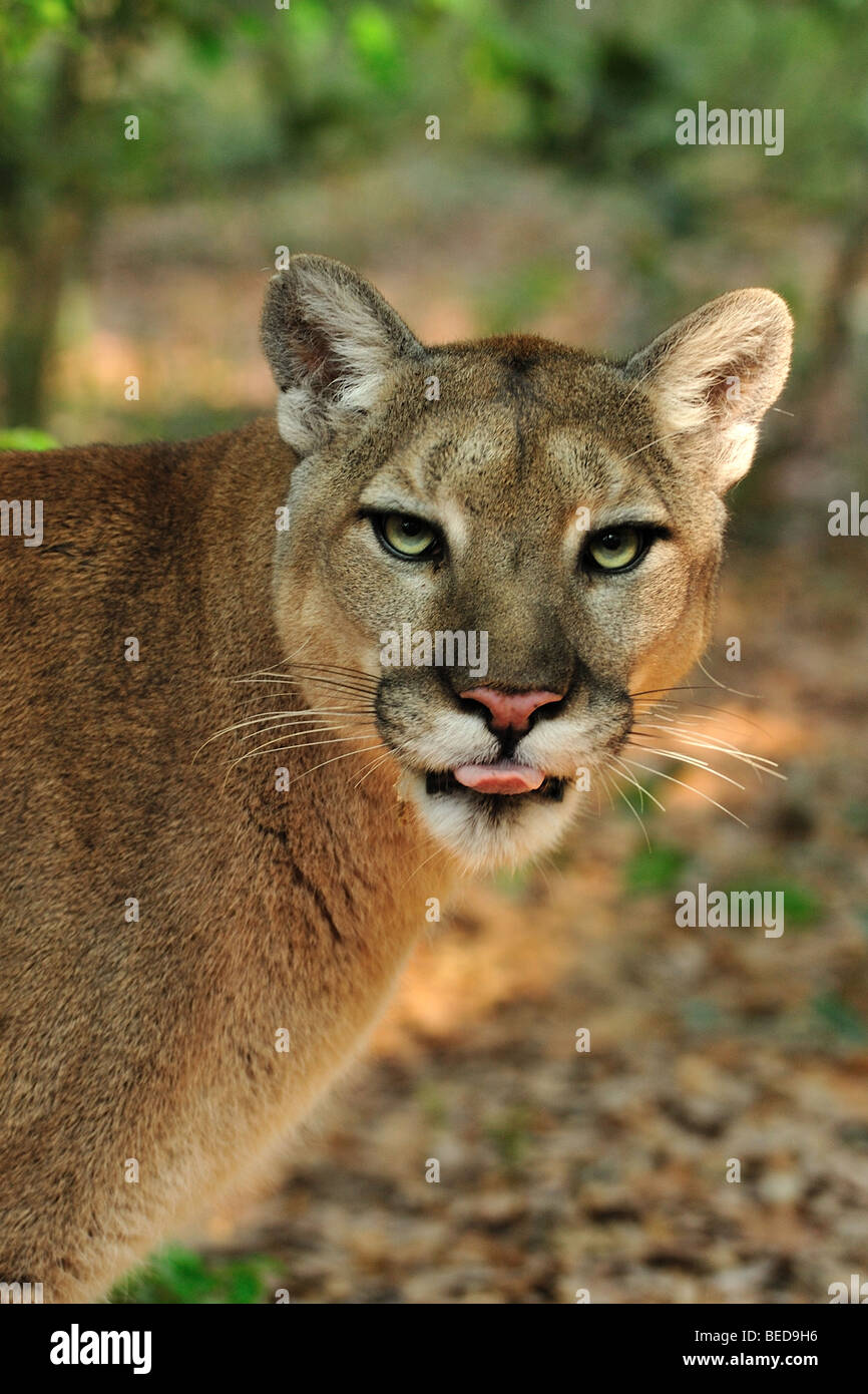 Florida panther, Puma concolor coryi, Floride, captive Banque D'Images