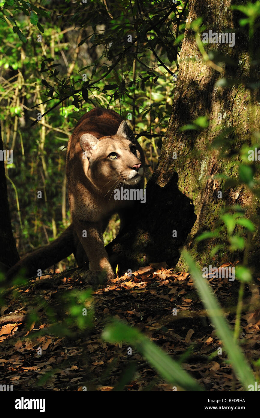 Florida panther, Puma concolor coryi, Floride, captive Banque D'Images