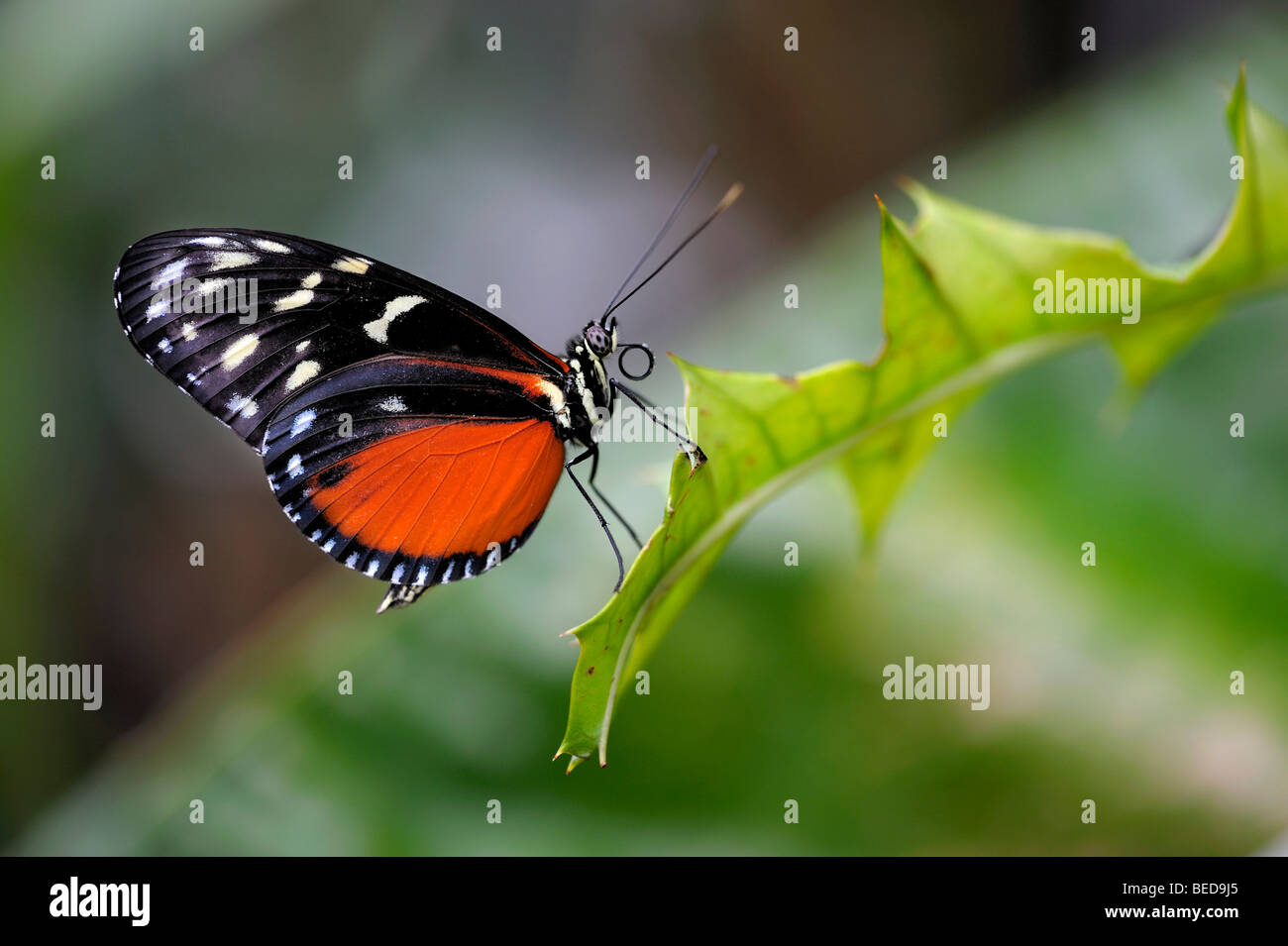 Tiger Heliconian ou Ismenius Tiger (Heliconius ismenius) sur une feuille Banque D'Images