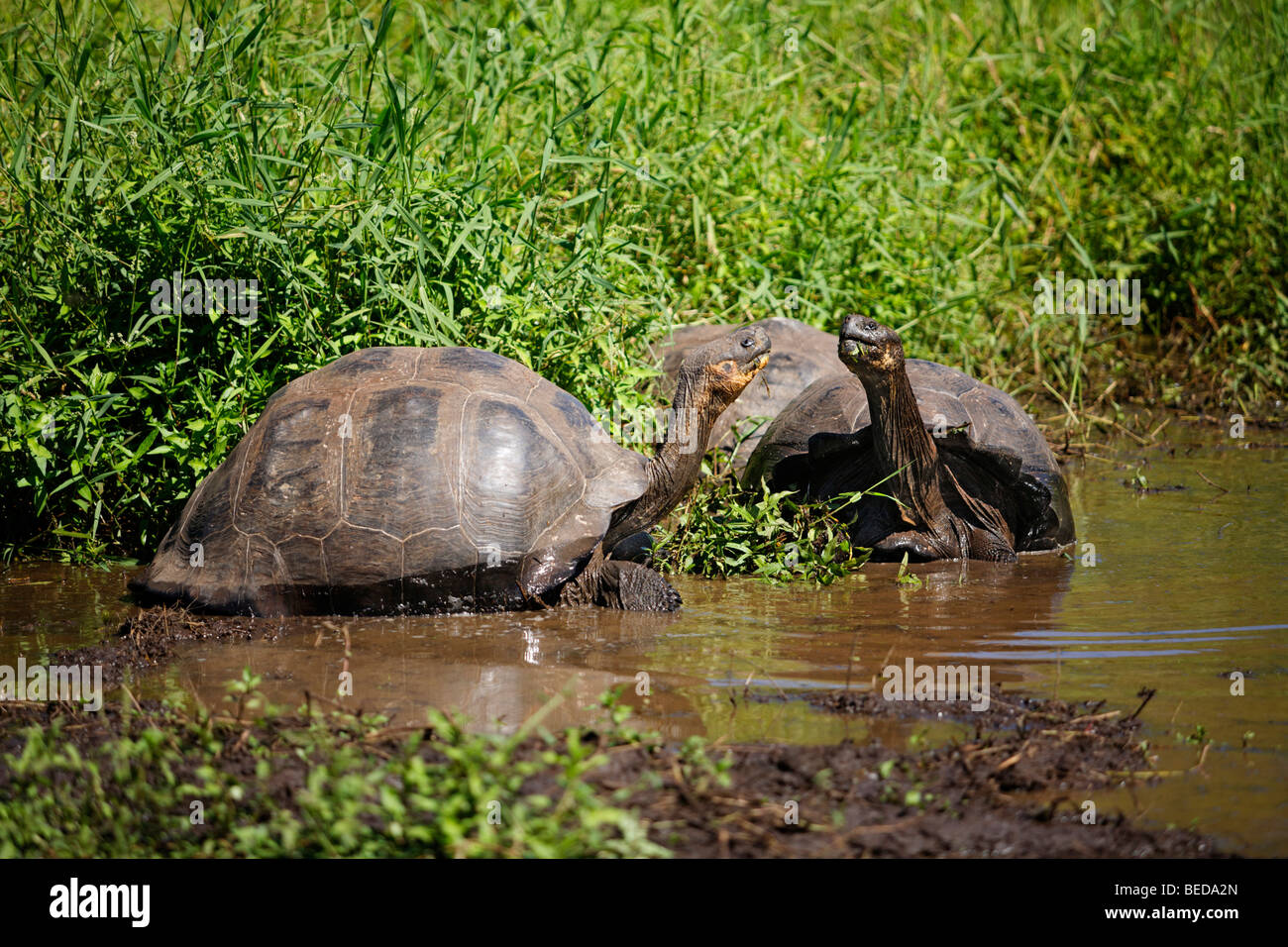 Les tortues géantes des Galapagos (Chelonoidis nigra porteri) à l'highland marécageuse la lutte pour le territoire, l'île de Santa Cruz, Indefat Banque D'Images