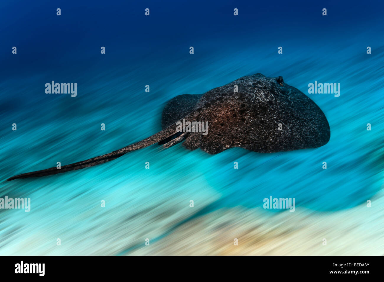 Épinoche tachetée Sting Ray (Taeniura meyeni), deltaplane rapide sur l'île Cocos, reef, Costa Rica, Amérique centrale, du Pacifique Banque D'Images