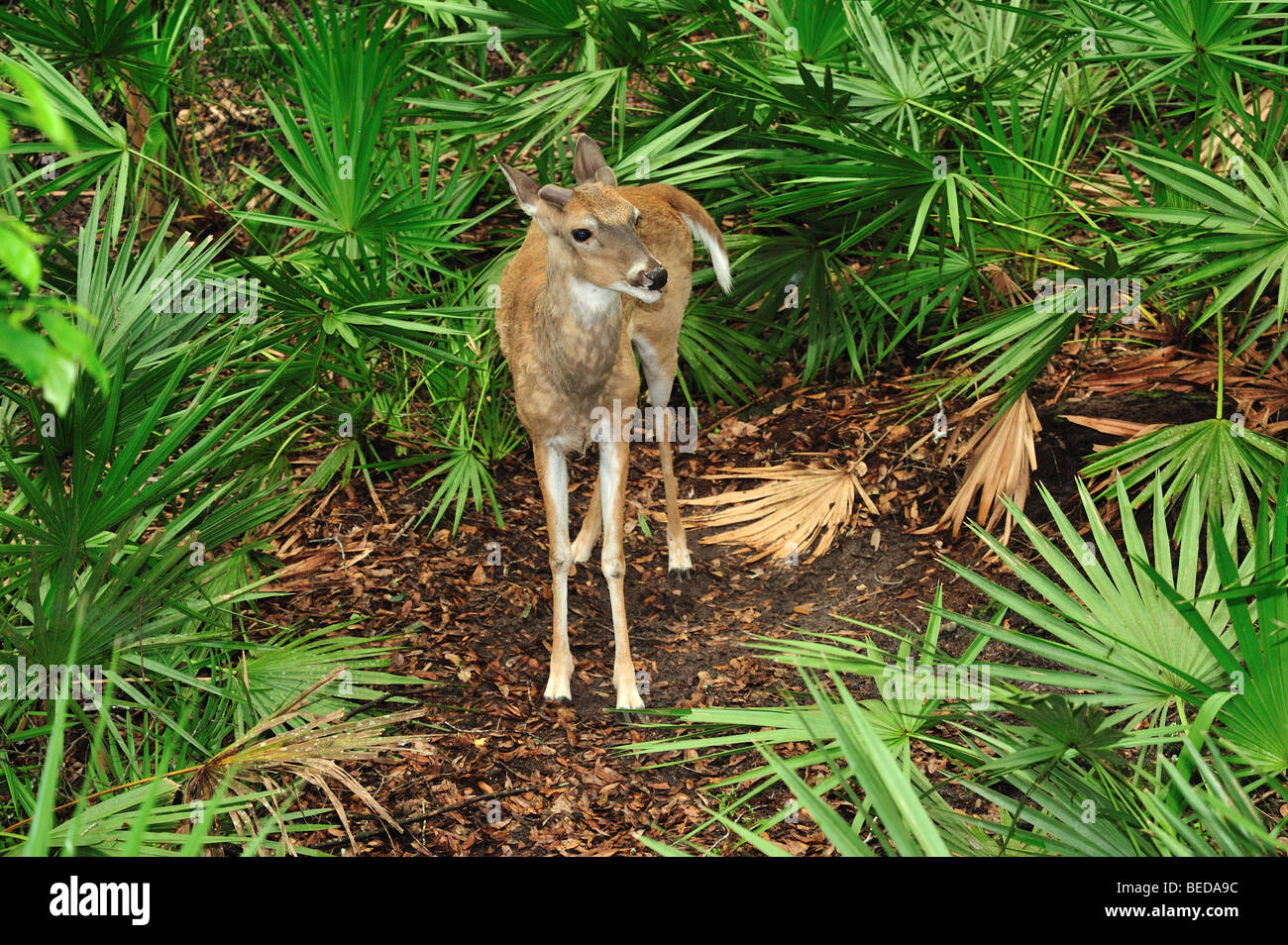 Le cerf de Virginie, l'Odocoileus virginianus, lac Bradford, en Floride (captive) Banque D'Images