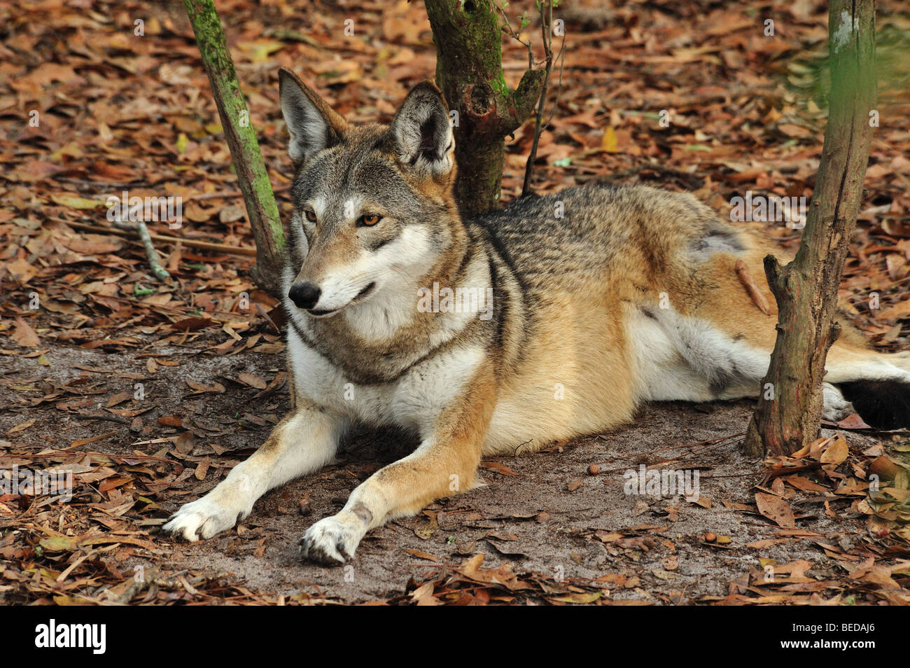 Red Wolf, Canis rufus, en Floride (captive) Banque D'Images