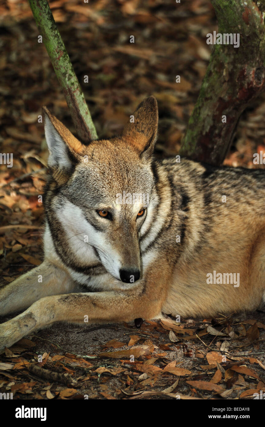 Red Wolf, Canis rufus, en Floride (captive) Banque D'Images