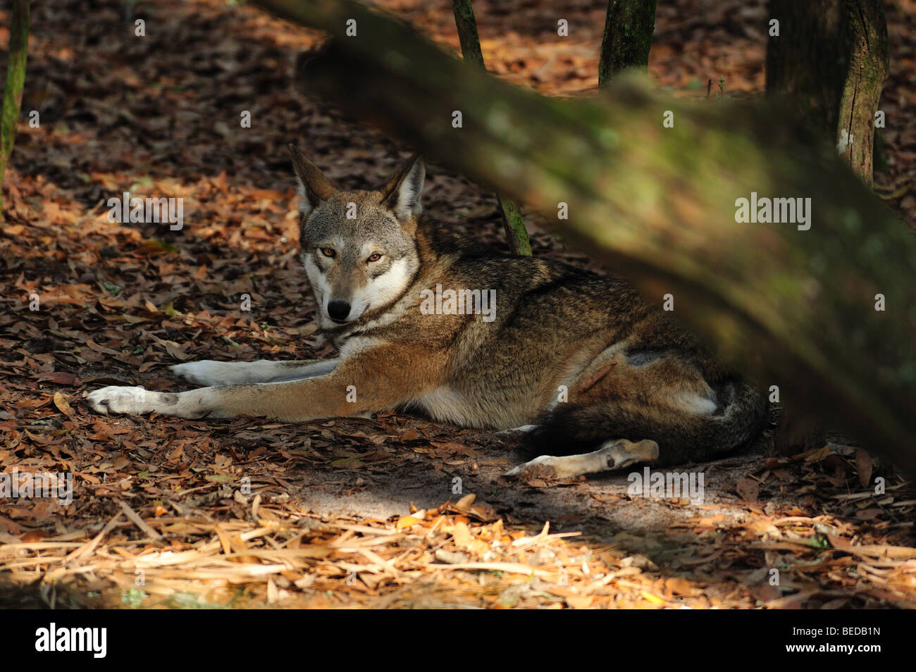 Red Wolf, Canis rufus, en Floride (captive) Banque D'Images
