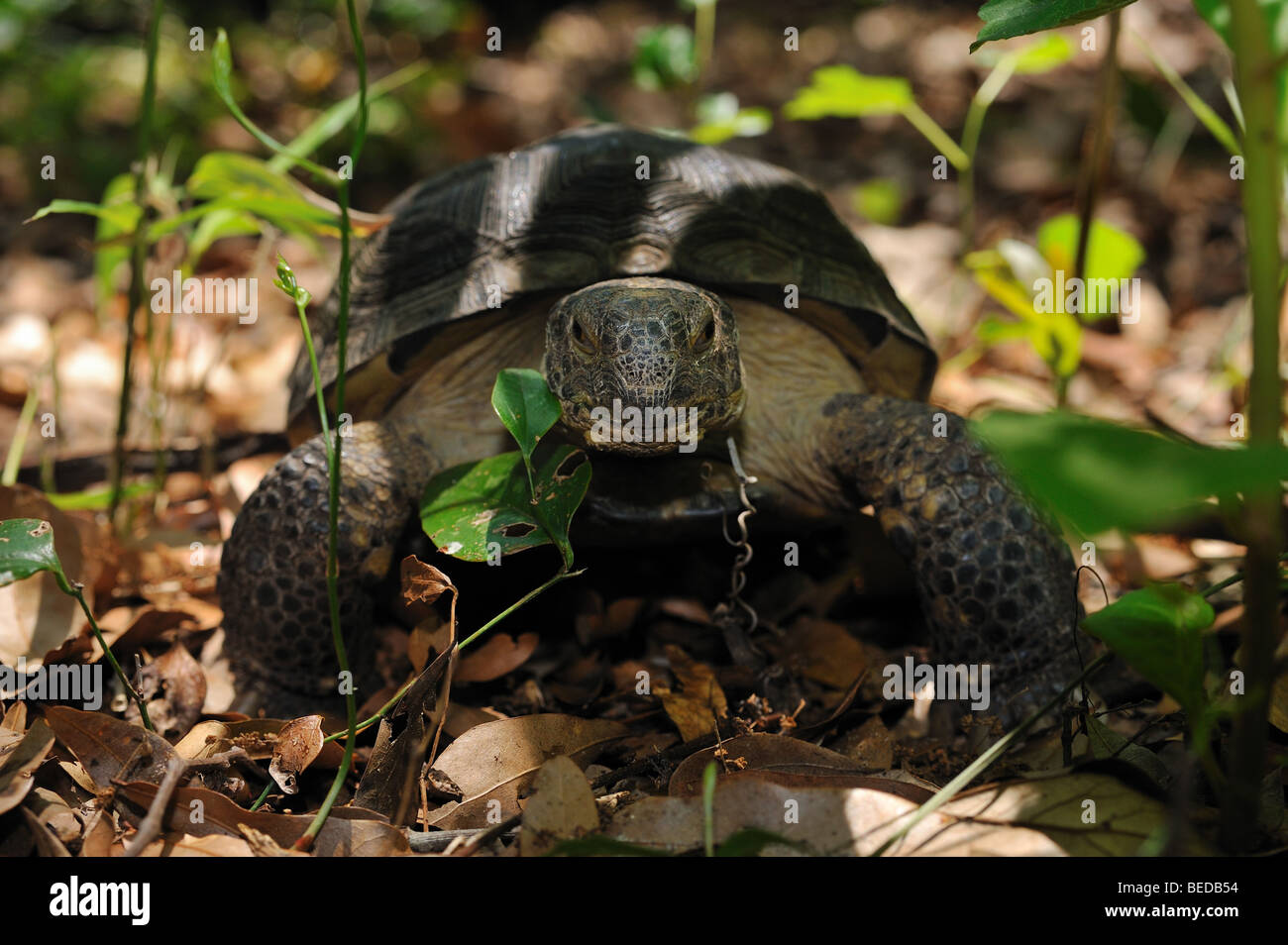 Gopher, Tortue Gopherus polyphemus, Floride, captive Banque D'Images