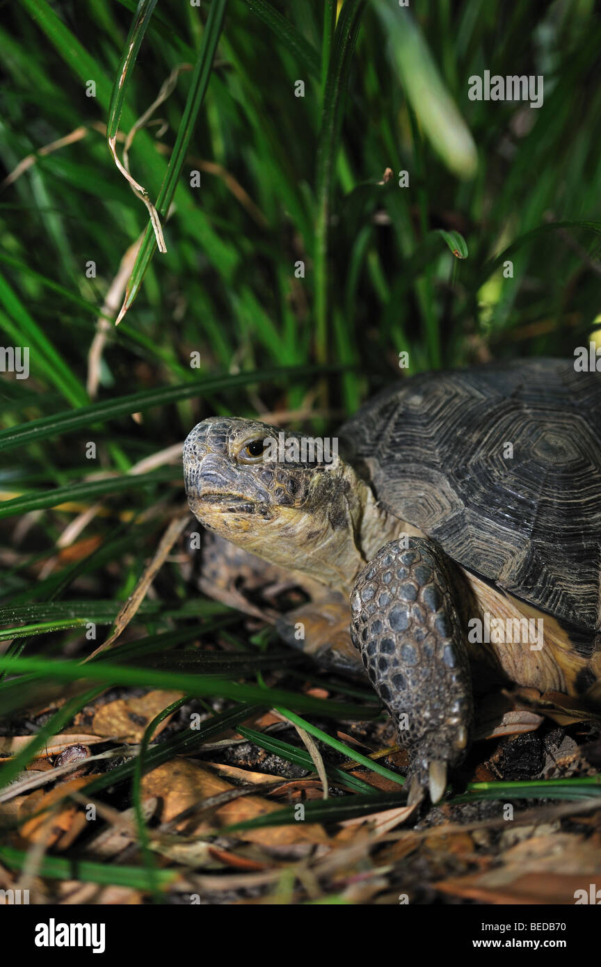 Gopher, Tortue Gopherus polyphemus, Floride, captive Banque D'Images