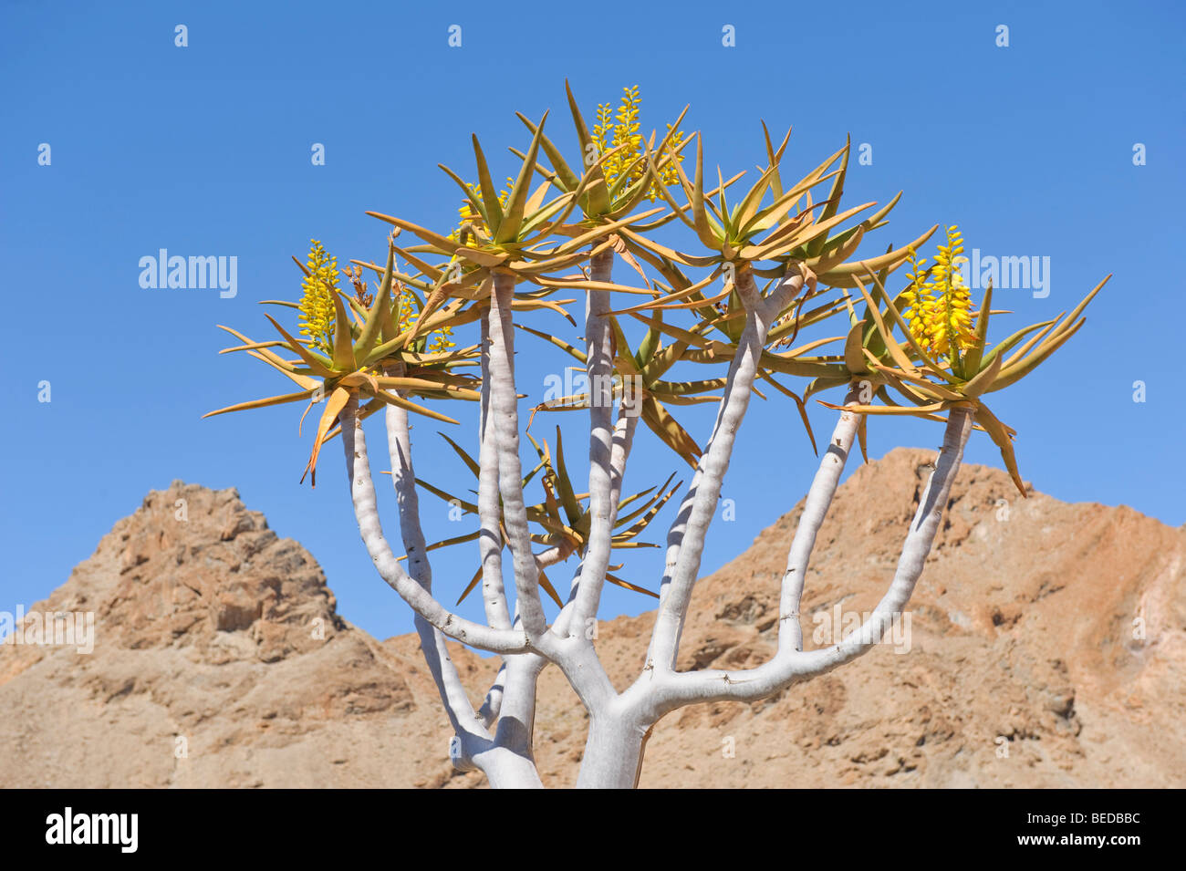 Quiver Tree (ALOE) dichtoma dans les montagnes autour de Rosh Pinah, Namibie, Afrique Banque D'Images