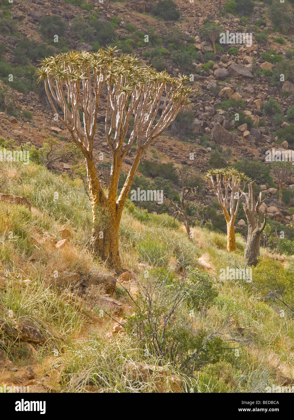 Quiver Tree (ALOE) dichtoma, Naukluft mountains, Namibie, Afrique Banque D'Images