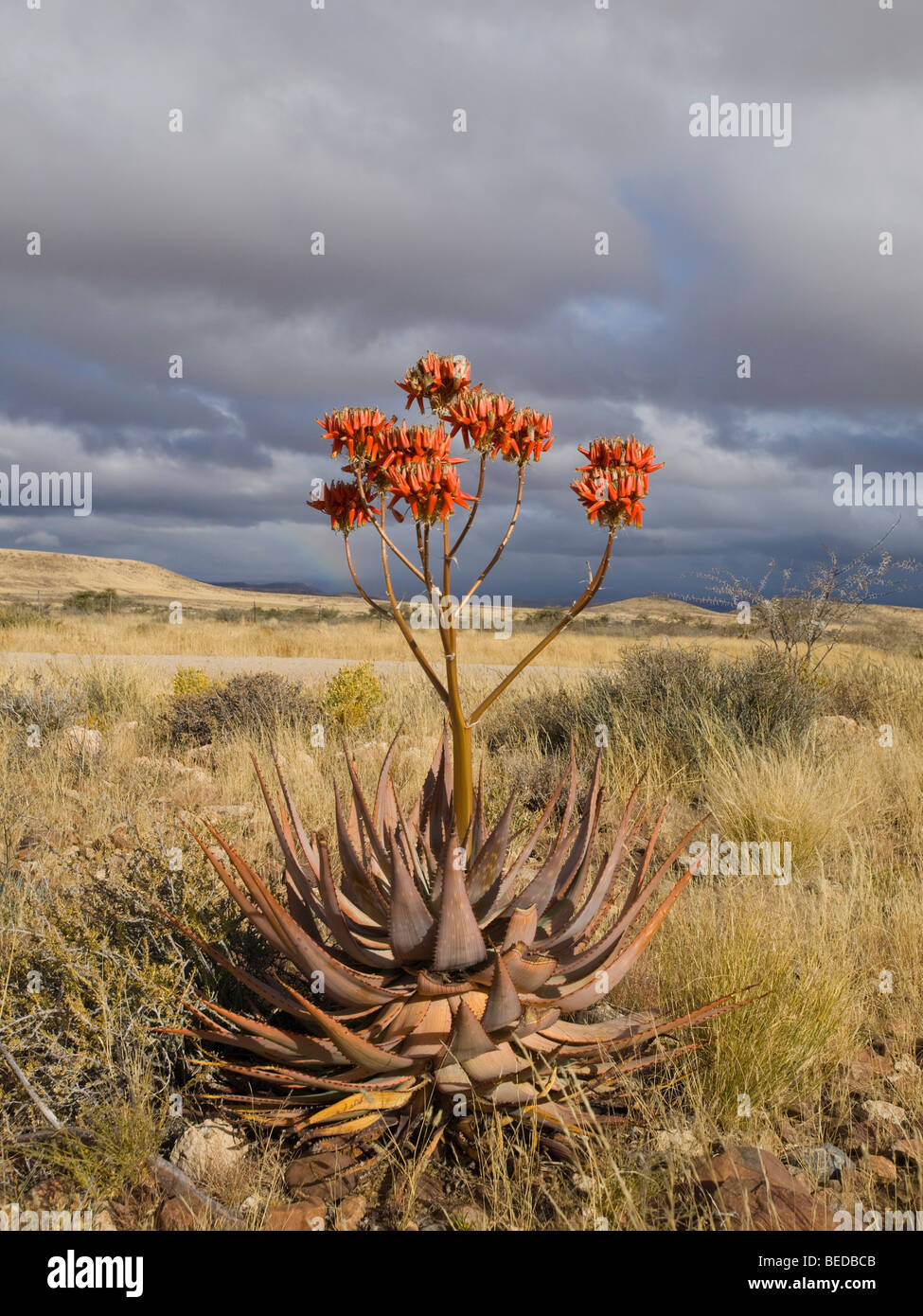 L'aloès (Aloe striata), Namibie, Afrique Banque D'Images