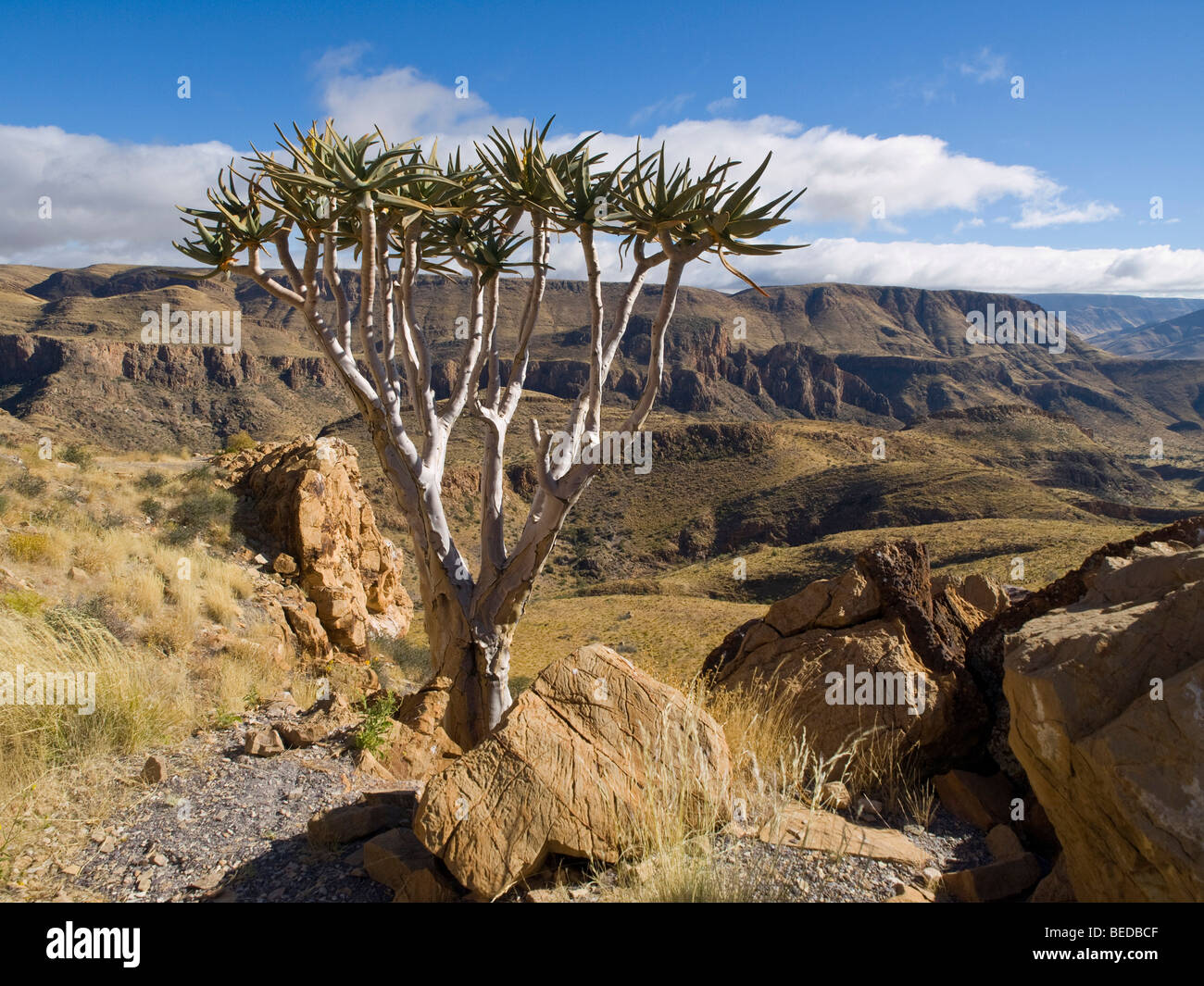 Quiver Tree (ALOE) dichtoma, Naukluft mountains, Namibie, Afrique Banque D'Images