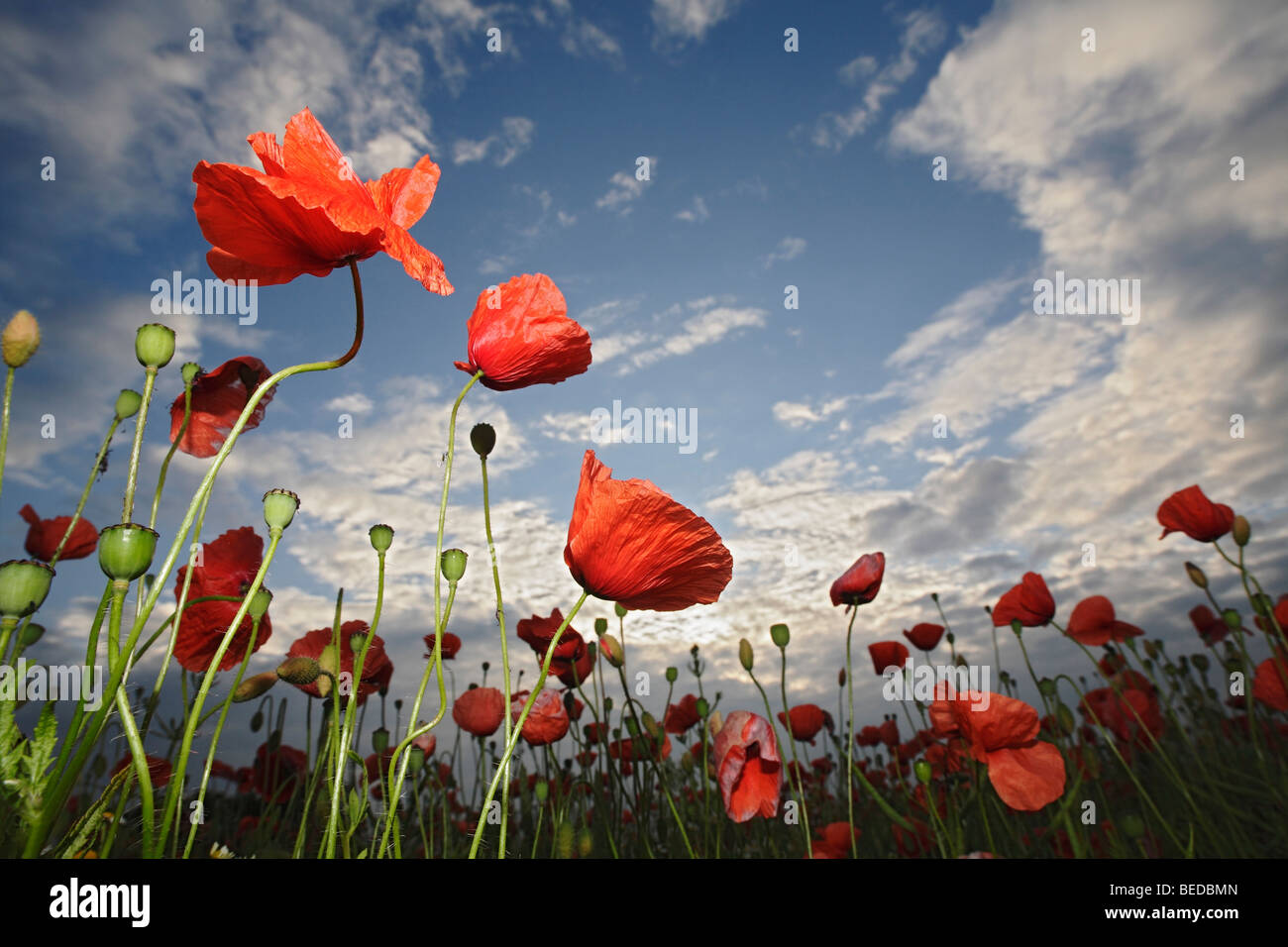 Champ de maïs ou de pavot (Papaver rhoeas), Ciel, nuages, prairie, champ Banque D'Images