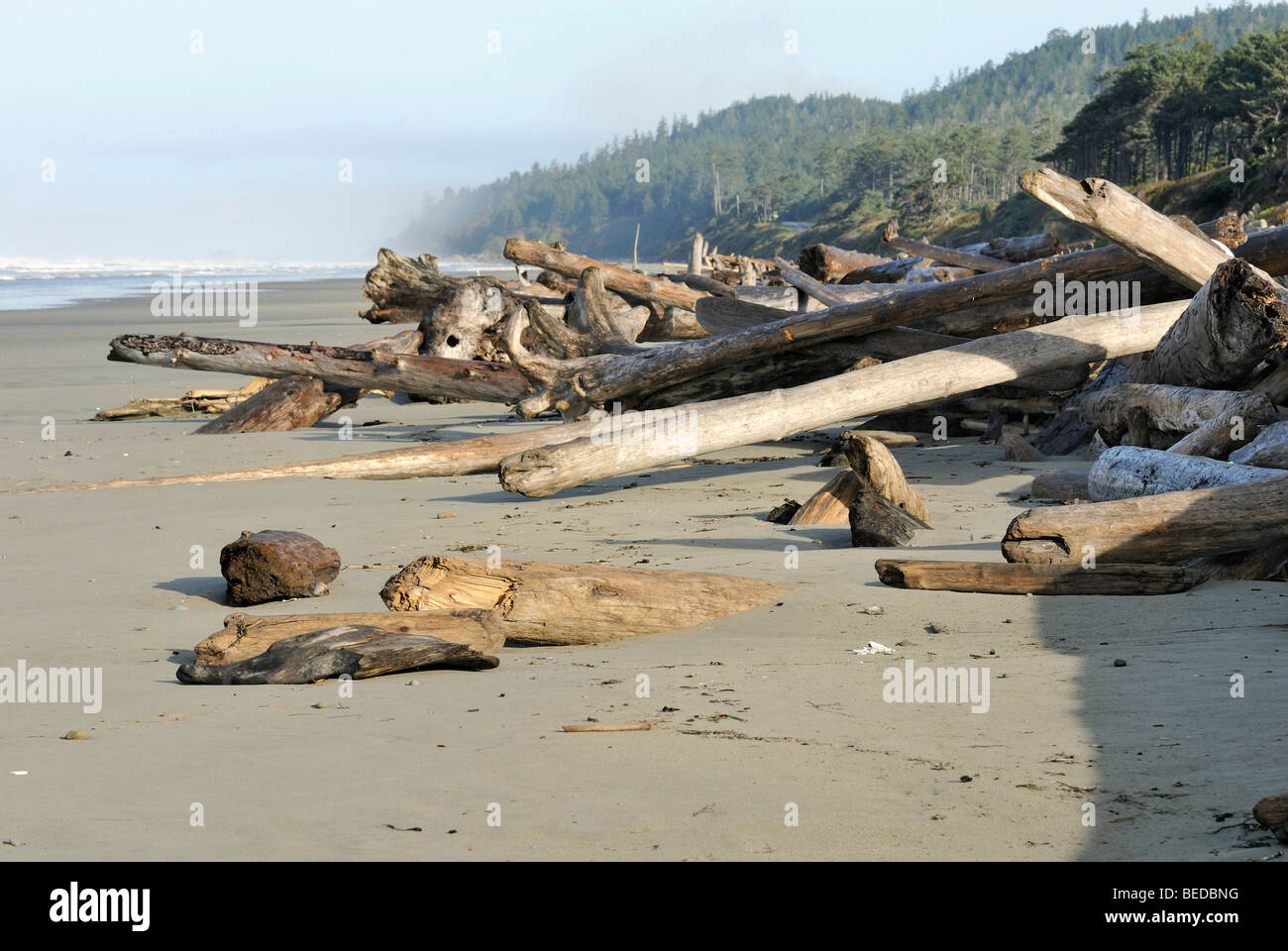 Driftlogs sur la côte du Pacifique, à marée, Kalaloch, Olympic Peninsula, Washington, USA Banque D'Images