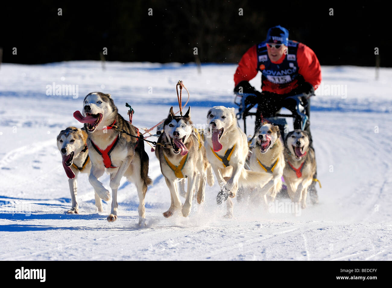 L'équipe de chiens de traîneau, au 93, Allgaeu, Bavaria, Germany, Europe Banque D'Images