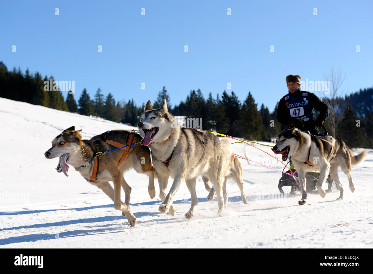 L'équipe de chiens de traîneau, au 93, Allgaeu, Bavaria, Germany, Europe Banque D'Images
